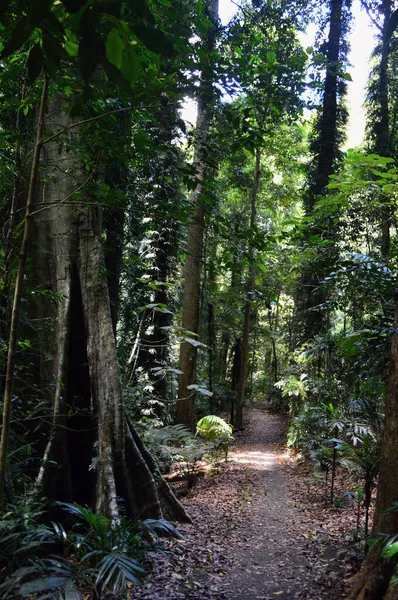 Sentier Pédestre Dans Parc National Dorrigo — Photo