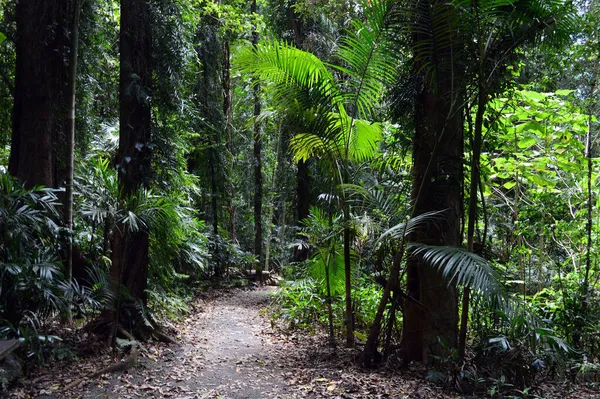 Una Vista Selva Tropical Subtropical Parque Nacional Dorrigo Largo Del —  Fotos de Stock