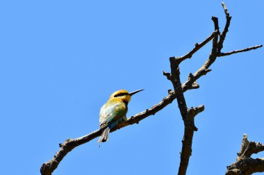 Wenonah 'da gökkuşağı arısı yiyen NSW' de Urunga yakınlarındaki bir yerde.