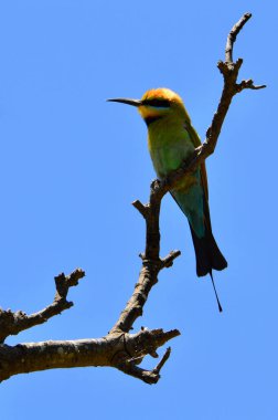 Wenonah 'da gökkuşağı arısı yiyen NSW' de Urunga yakınlarındaki bir yerde.