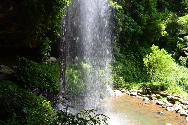 Ein Blick Auf Die Crystal Shower Falls Dorrigo National Park — Stockfoto
