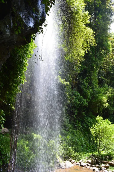 Utsikt Över Crystal Shower Falls Dorrigo National Park Waterfall Way — Stockfoto