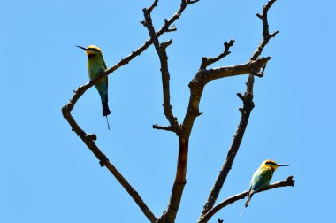 Wenonah 'da gökkuşağı arısı yiyicileri Urunga yakınlarında, NSW