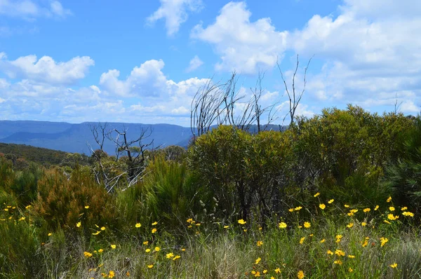 Avustralya Nın Mavi Dağları Ndaki Wentworth Şelalesi Ndeki Jamison Vadisi — Stok fotoğraf
