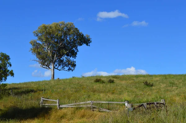 Avustralya Nın Kırsal Kesimindeki Çimenli Bir Yamaçtaki Ağaçların Manzarası — Stok fotoğraf