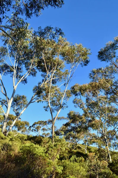 Trees in the forest at Shipleys Plateau at Blackheath in the Blue Mountains of Australia