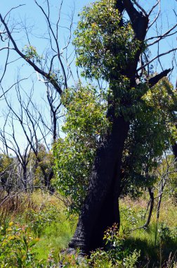 A tree recovering from bushfires at Kanangra Walls in New South Wales, Australia