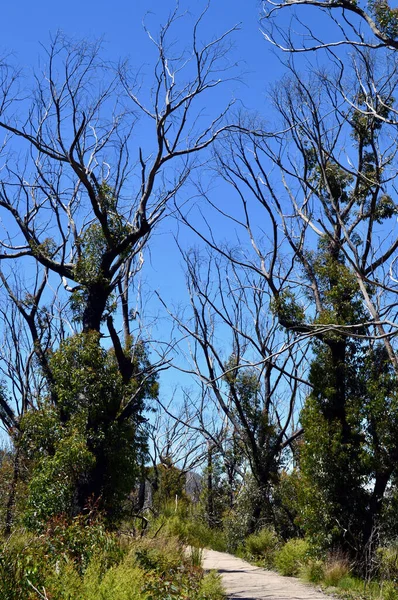 Ένα Μονοπάτι Στα Τείχη Kanangra Στη Νέα Νότια Ουαλία Αυστραλία — Φωτογραφία Αρχείου