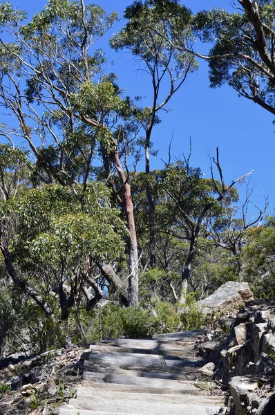 오스트레일리아의 산맥에 히스의 고원에 의나무들 — 스톡 사진