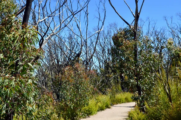 Een Wandelweg Bij Kanangra Walls New South Wales Australië — Stockfoto