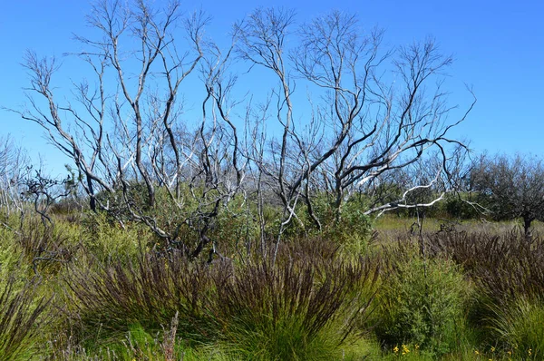 View Scrubby Grassland Kanangra Walls New South Wales Australia — Stock Photo, Image