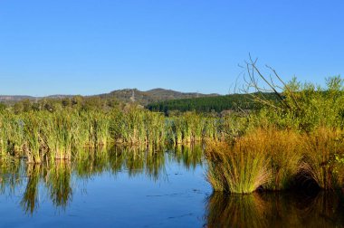 Avustralya, Yeni Güney Galler 'de Wallace Gölü kıyısında sazlıklar.