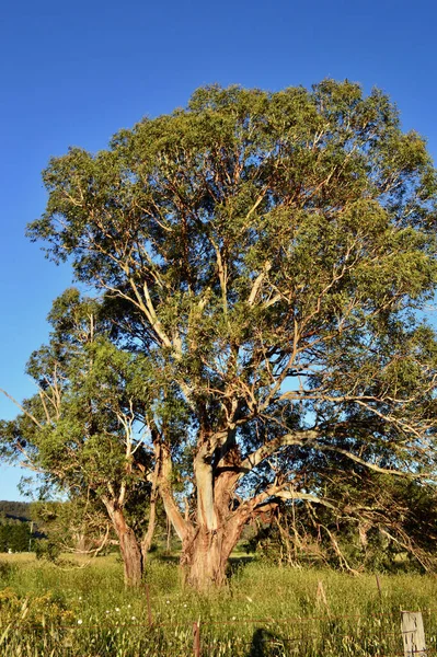 Ett Träd Ett Fält Pipers Flat New South Wales Australien — Stockfoto