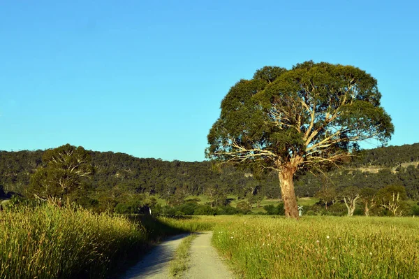 Albero Campo Pipers Flat Nel Nuovo Galles Del Sud Australia — Foto Stock