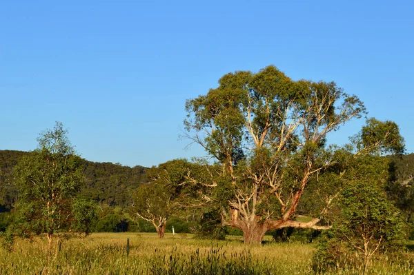 Een Boom Binnen Het Veld Pipers Flat New South Wales — Stockfoto