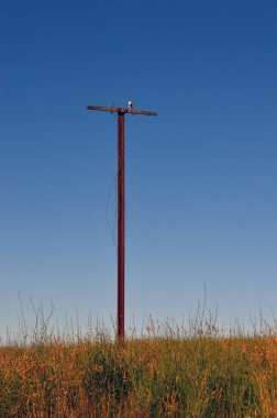 Sodwall, Yeni Güney Galler, Avustralya yakınlarındaki terk edilmiş elektrik direkleri.