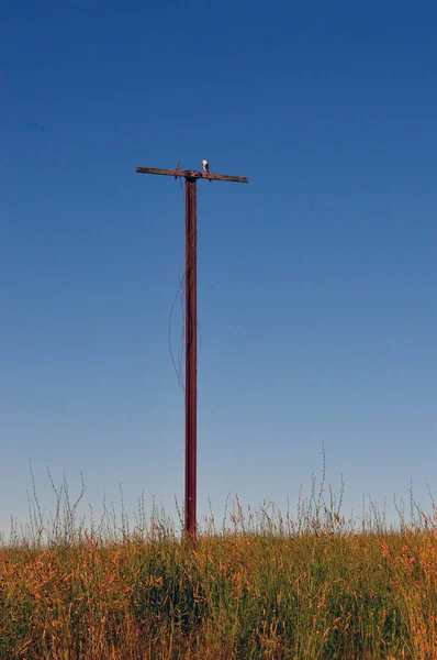澳大利亚新南威尔士州索德沃尔附近国家废弃的电线杆 — 图库照片