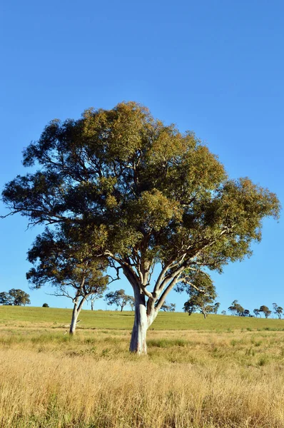 Strom Poli Sodwalls Novém Jižním Walesu Austrálie — Stock fotografie