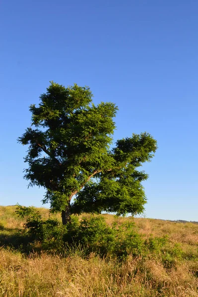 Een Boom Een Veld Bij Sodwalls New South Wales Australië — Stockfoto