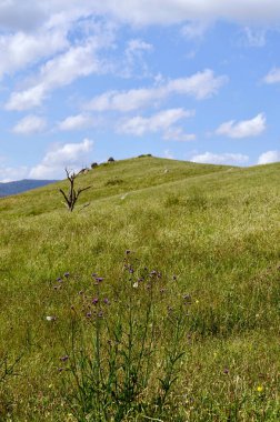 Yeşil Çimen ve Mavi Gökyüzü Arkaplanı