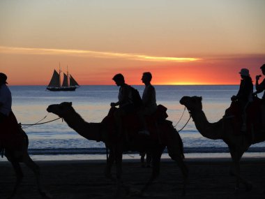 Batı Avustralya 'da Broome yakınlarındaki Cable Beach' te bir deve treni hareket ediyor.