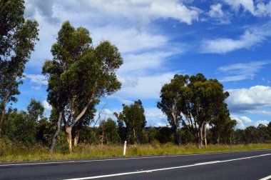 Avustralya, NSW 'de Clarence yakınlarındaki Chifley Yolu boyunca bir manzara