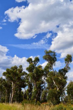 Mavi arkaplanı olan güzel bir ağaç görüntüsü.