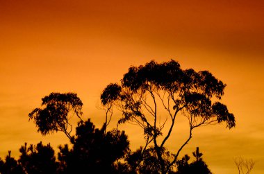 Avustralya 'nın Mavi Dağları' ndaki ağaçlar turuncu bir gündoğumuyla siluete bürünmüş.