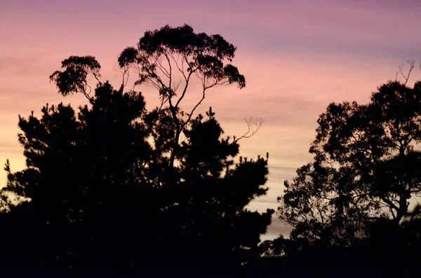Sunrise Eucalyptus Trees Hazelbrook Blue Mountains Australia — Fotografia de Stock