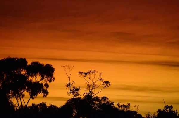 Árvores Nas Montanhas Azuis Austrália Silhadas Por Nascer Sol Laranja — Fotografia de Stock