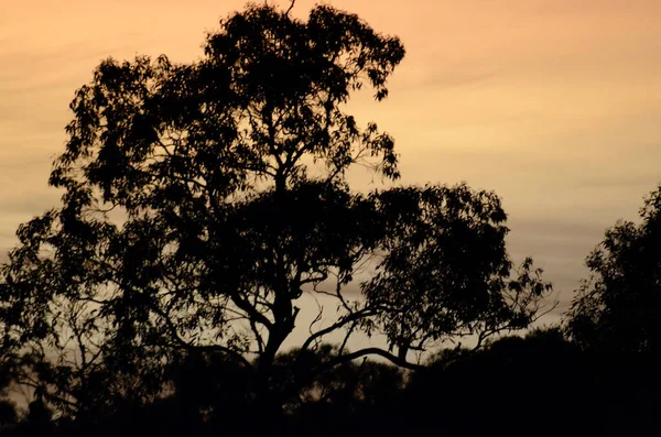 Zonsopgang Door Eucalyptusbomen Bij Hazelbrook Blue Mountains Van Australië — Stockfoto