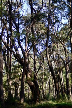 Avustralya 'nın Mavi Dağları' nda çarpık ağaç gövdeleri
