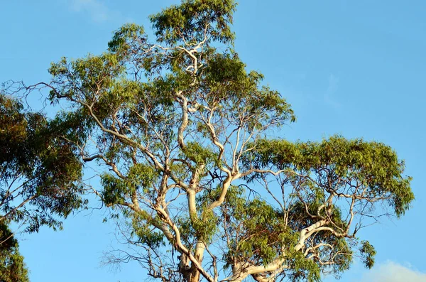 유칼립투스 나무와 오스트레일리아의 산맥에 웬트워스 폭포의 하늘을 — 스톡 사진