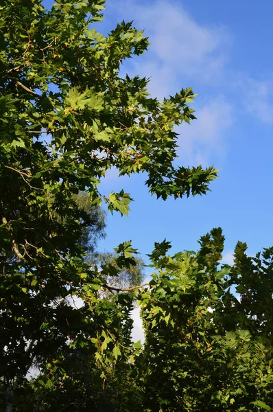 Bomen Het Park Een Zonnige Middag — Stockfoto