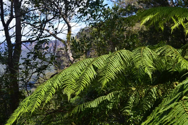 Uitzicht Het Bos Langs Prins Henry Cliff Walk Blue Mountains — Stockfoto
