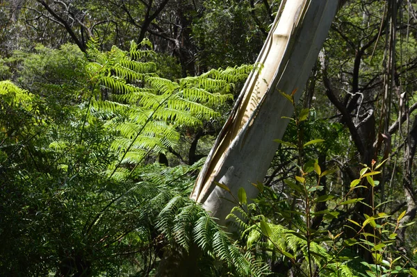 View Forest Prince Henry Cliff Walk Blue Mountains Australia — Stock Photo, Image