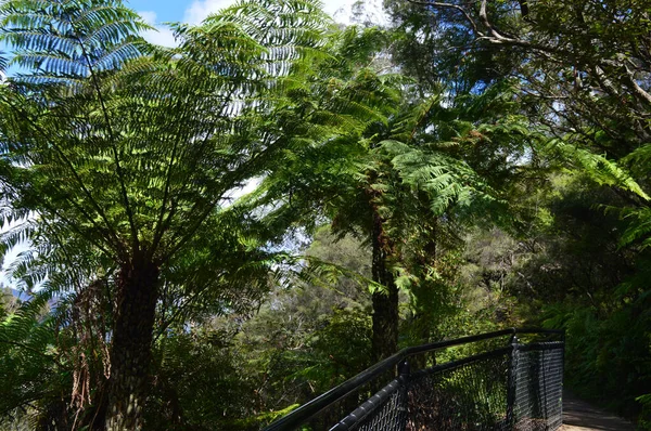 Вид Лес Вдоль Тропы Принца Генри Клиффа Голубых Горах Австралии — стоковое фото