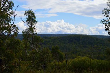 Avustralya 'nın mavi dağlarındaki Bell yakınlarındaki okaliptüs ormanının manzarası.