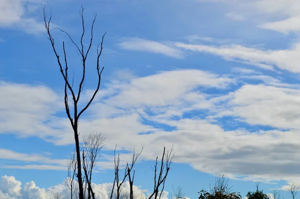 Een Beschadigde Eucalyptus Boom Silhouet Tegen Een Blauwe Lucht Met — Stockfoto