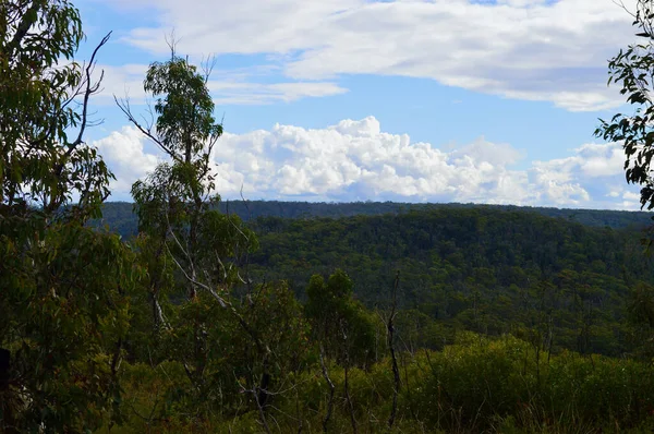 Avustralya 'nın mavi dağlarındaki Bell yakınlarındaki okaliptüs ormanının manzarası.