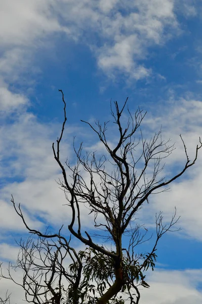 Een Beschadigde Eucalyptus Boom Silhouet Tegen Een Blauwe Lucht Met — Stockfoto