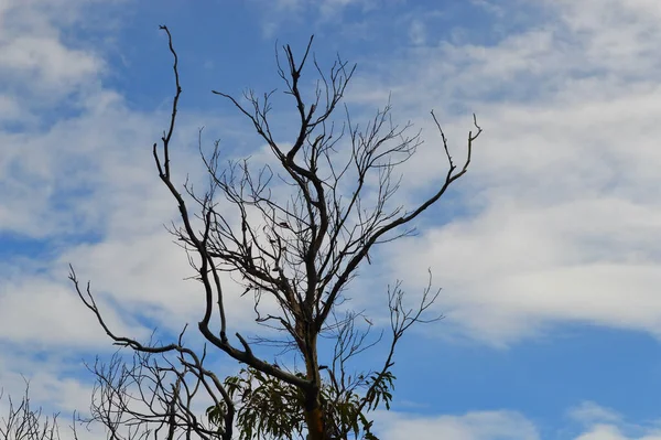 Een Beschadigde Eucalyptus Boom Silhouet Tegen Een Blauwe Lucht Met — Stockfoto
