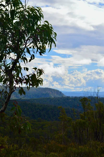 Vue Forêt Eucalyptus Près Bell Dans Les Blue Mountains Australie — Photo
