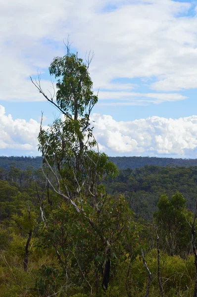 Una Vista Del Bosque Eucaliptos Cerca Bell Las Montañas Azules —  Fotos de Stock