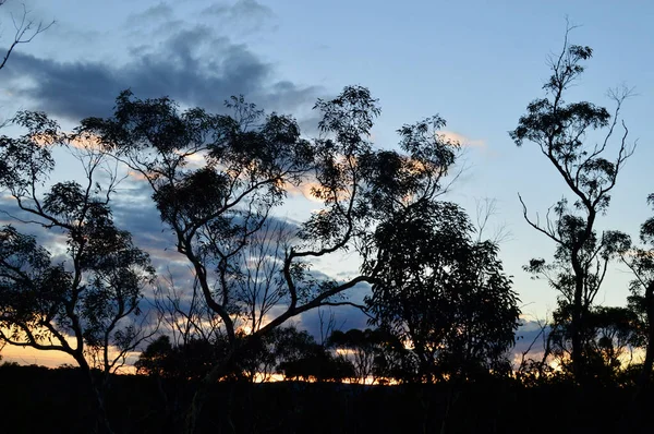 Kilátás Nap Lenyugvó Bell Kék Hegység Ausztrália — Stock Fotó