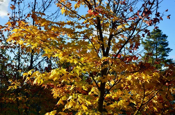 Folhas Douradas Dia Ensolarado Outono — Fotografia de Stock