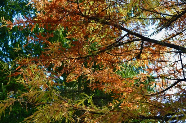 Color Otoñal Los Árboles Del Monte Wilson Las Montañas Azules —  Fotos de Stock