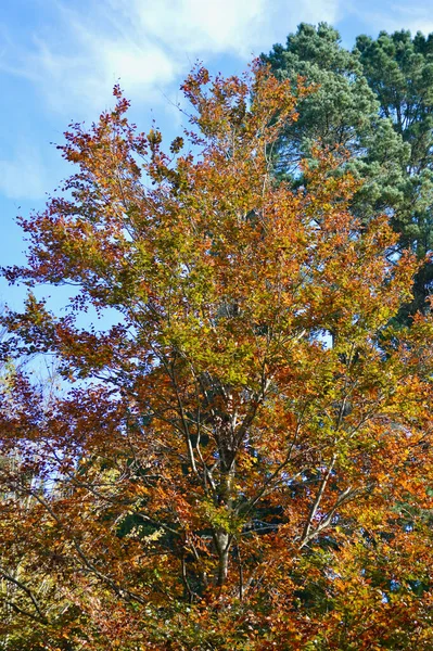 澳大利亚蓝山威尔逊山树木的秋天色彩 — 图库照片