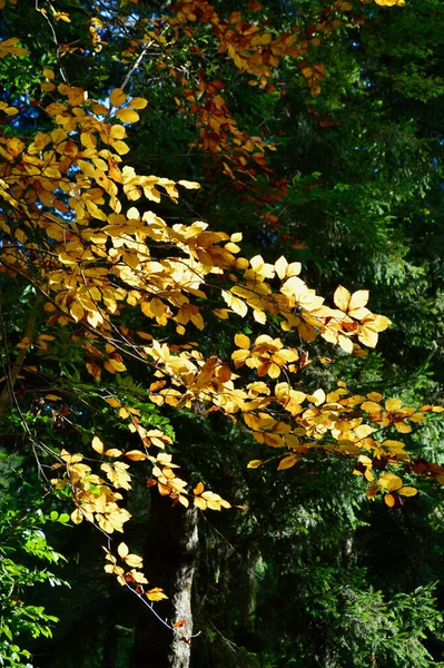 Осенний Цвет Деревьев Горе Уилсон Голубых Горах Австралии — стоковое фото