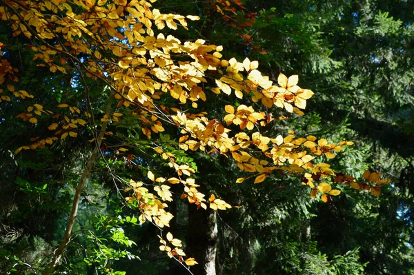 Autumn Color Trees Mount Wilson Blue Mountains Australia — Stock Photo, Image